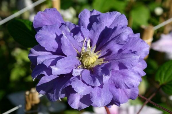 Clematis Kiri Te Kanava