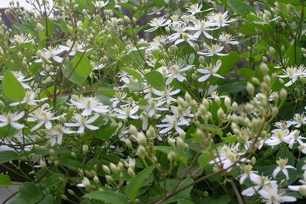 Clematis Kustovoy