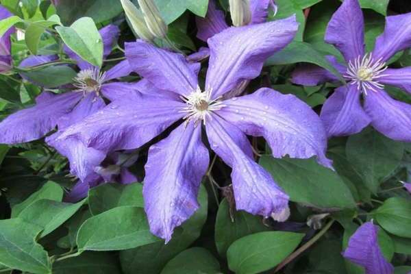 Clematis Luther Burbank