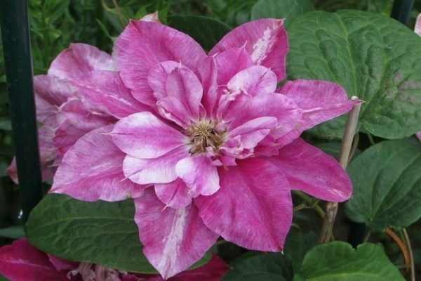 Clematis May Draga