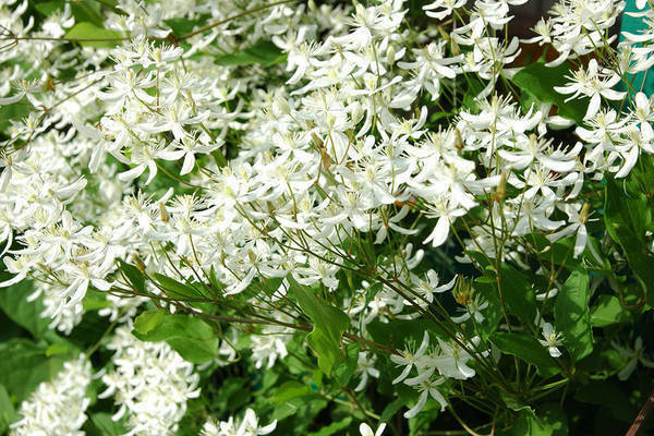 Clematis von Mandschu