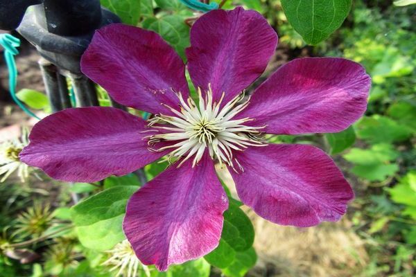 Clematis Mazovshe