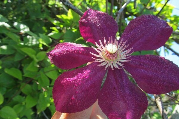 Clematis Mazovshe