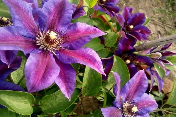 Clematis Frau Thompson