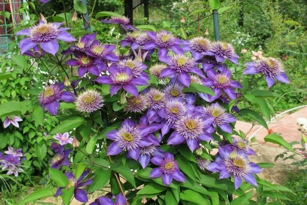 Clematis Multi Blue