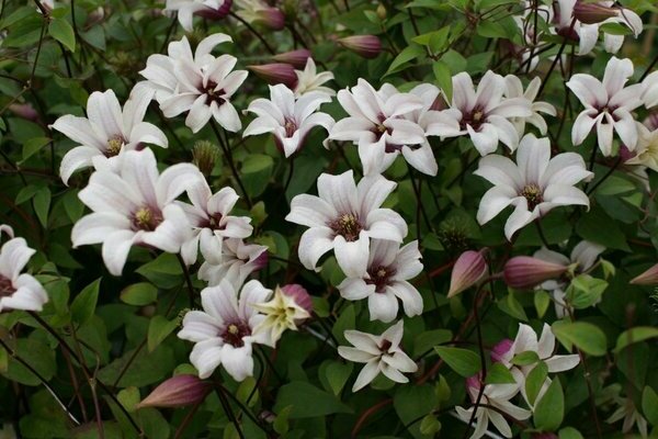 Clematis Princess Kate