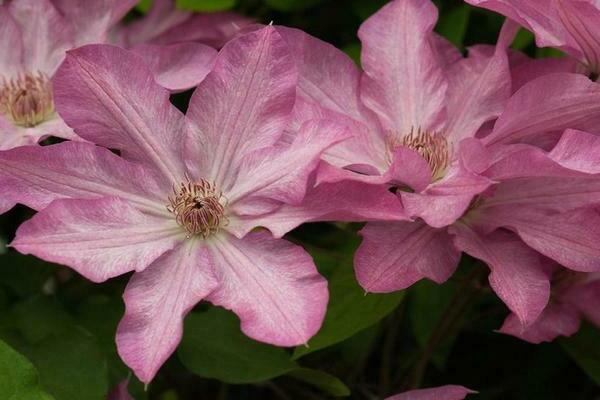 Clematis Ruran