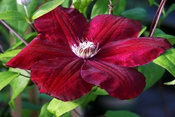 Kardinál Clematis Rouge