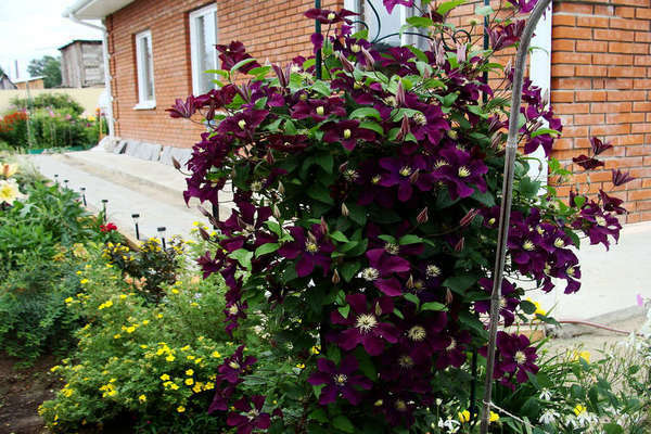 Clematis Rouge Cardinal