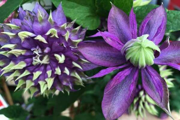 clematis taiga