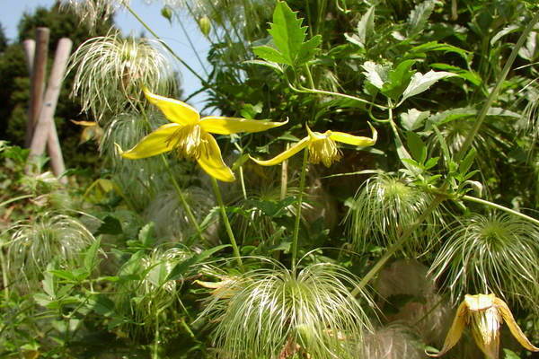 Clematis of Tangut