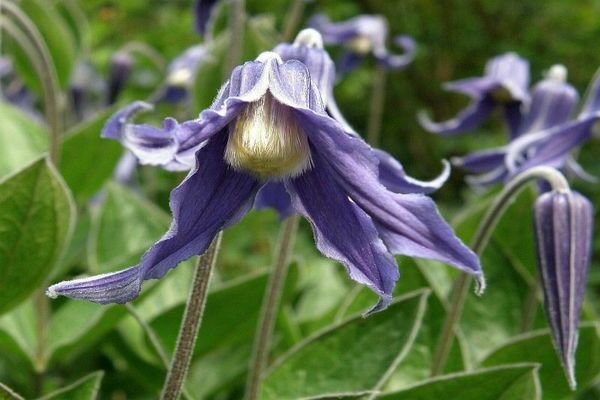 Ganzblättrige Clematis