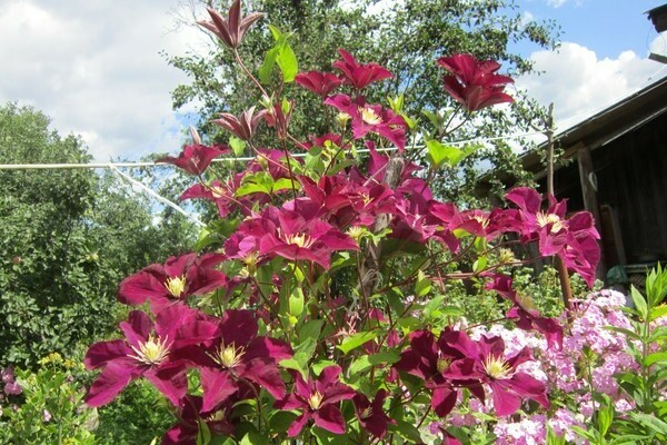 clematis warsawska nike description