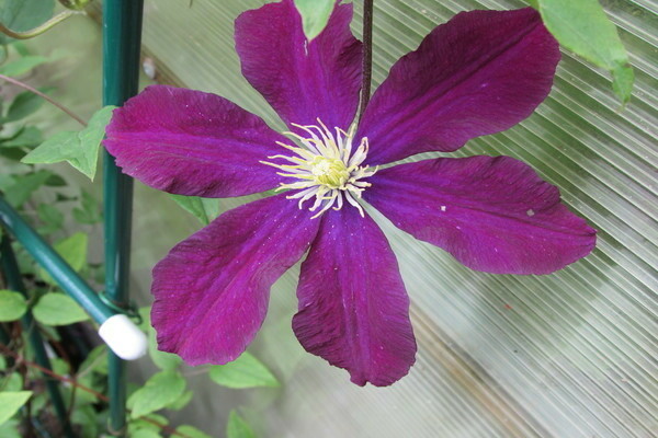 clematis warsawska nike larawan at paglalarawan