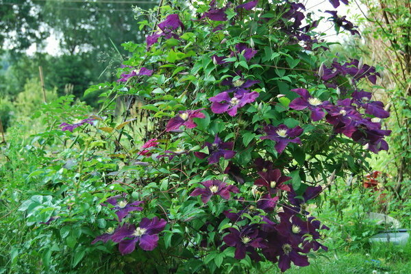 clematis warsawska nike trimming group