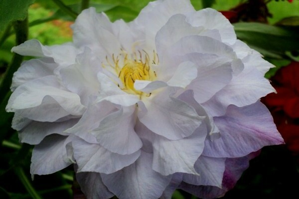 Clematis Veronica Wahl