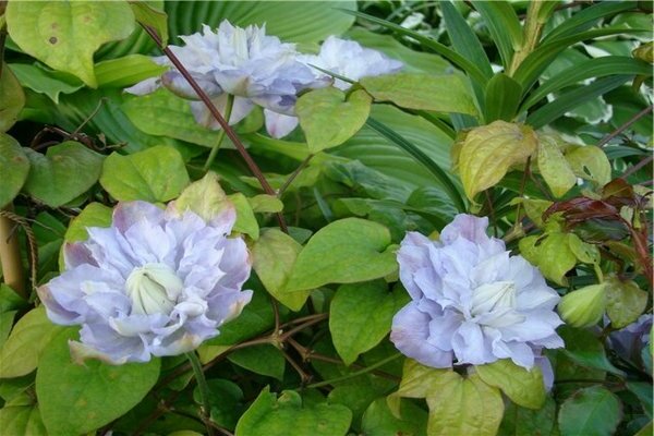 Clematis Veronica Choice