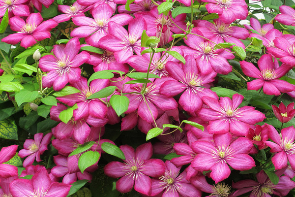 Clematis Ville de Lyon