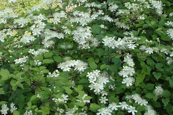 Clematis Grožđano lišće