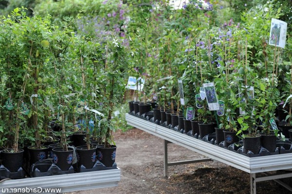 clematis seed cultivation