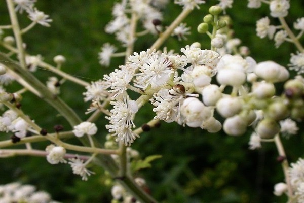 Black cohosh Daursky