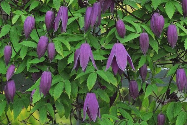 clematis prince