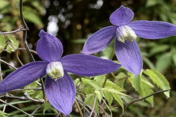 Clematis Prinz