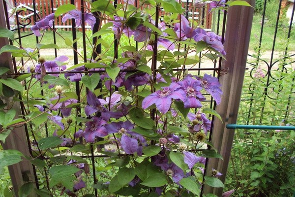 pag-aalaga ng mga clematis prinsipe