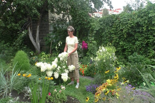 Hortensie + in Blüte