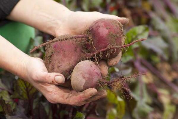 kailan aanihin ang beets