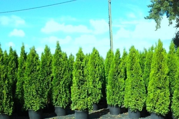 Thuja westliche Kolumne