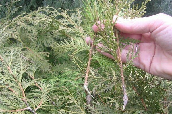 thuja columna paglalarawan