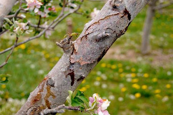 Rindenrisse + an einem Apfelbaum