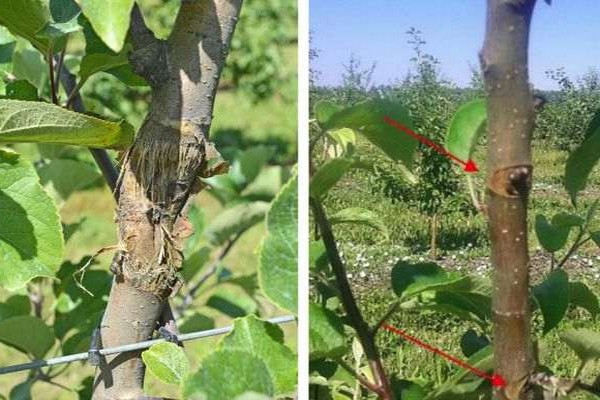 apple tree bark