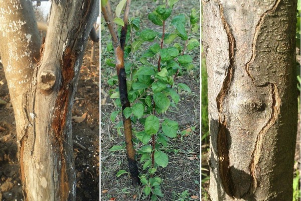 apple tree bark