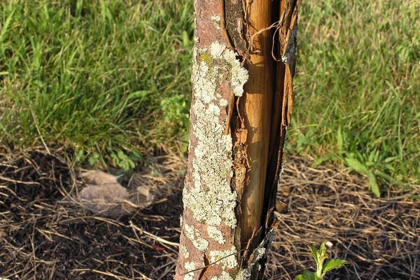 damaged apple bark + how to treat