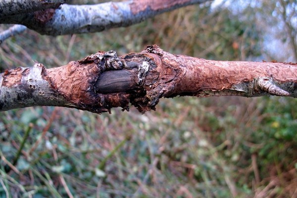 how to treat the bark of an apple tree