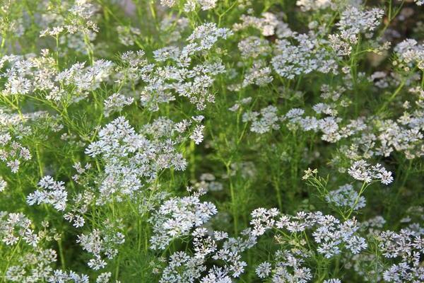 coriander seed