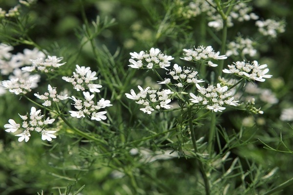 coriander seed