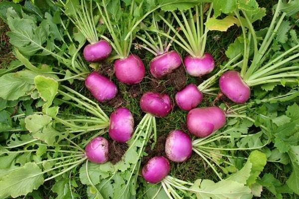 turnip ng forage