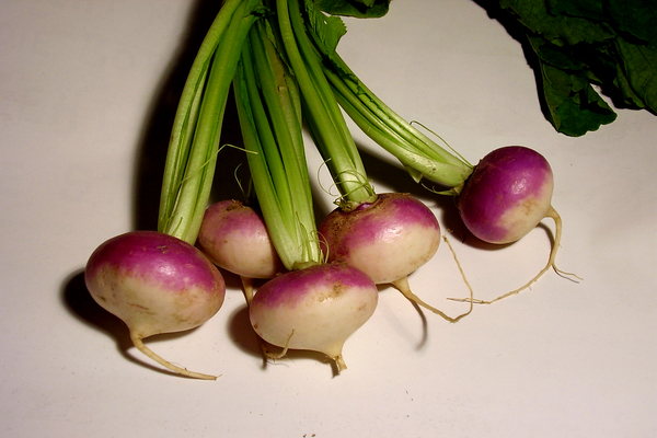 turnip ng forage