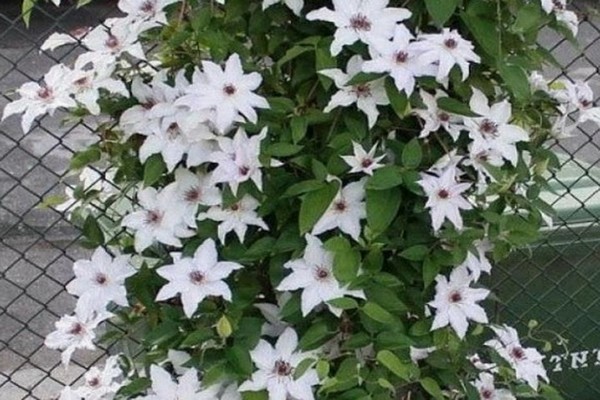 clematis snow queen description