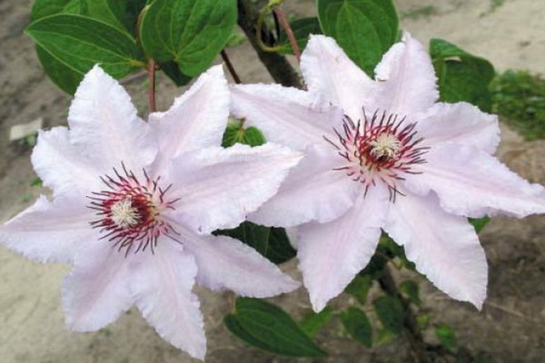 mga larawan ng clematis snow queen