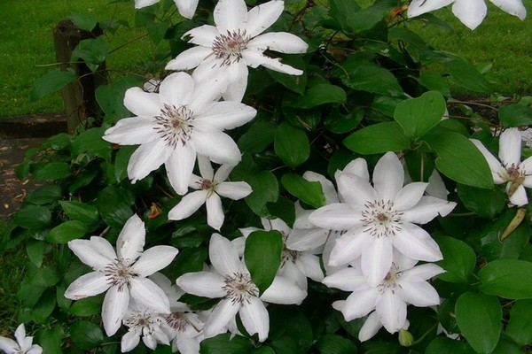 clematis the snow queen