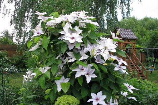 clematis snow queen photo + and description