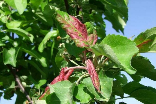 Blätter kräuseln sich am Apfelbaum