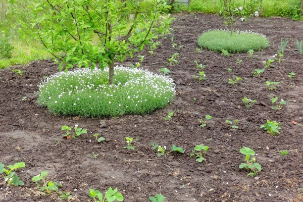 apple tree trunk circle