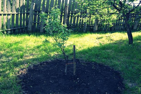 apple tree trunk circle