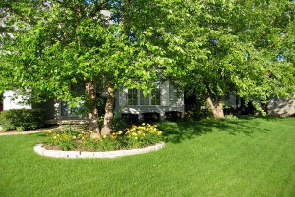 apple tree trunk circles