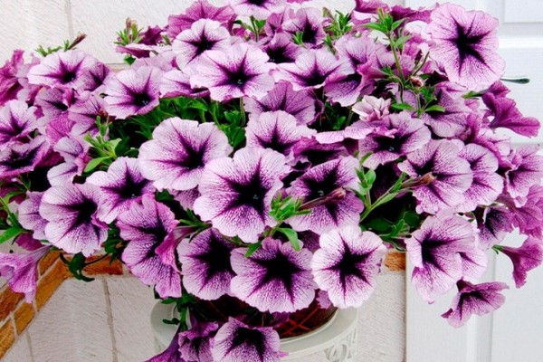 petunia photo